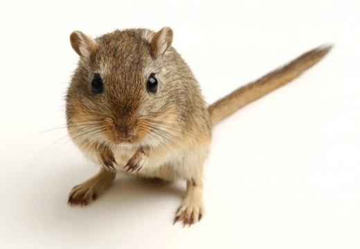 Everything you need to know about gerbils
