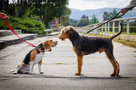 Five frequently asked questions about group dog walks