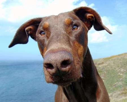 Che carattere ha il Dobermann? Come addestrarlo fin da piccolo?