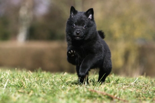 Is a Schipperke the right dog for you?