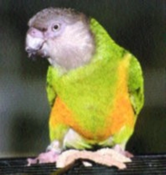Papoušek senegalský východní