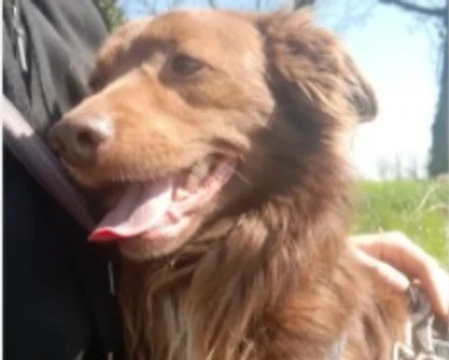 Adozioni cani: la storia di Lindor, cane sorridente