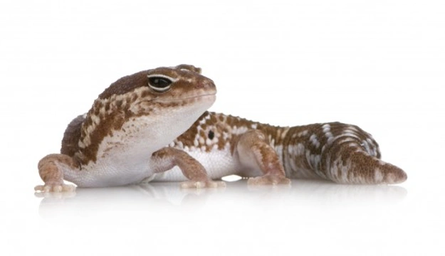 Caring for an African Fat Tailed Gecko