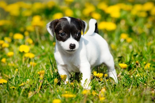 Jack best sale russell aggressive