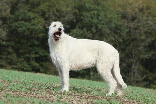 Irish long cheap haired dog