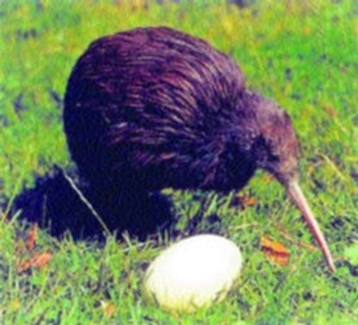 Ptactvo Austrálie a Nového Zélandu v roce 2003
