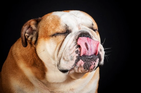 Reverse sneezing in dogs - What is it, and what does it mean?