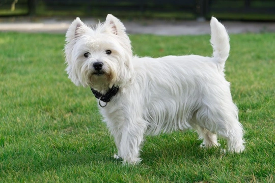 West Highland Terrier Skin Problems and General Health Pets4Homes