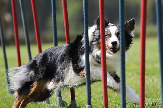 How to improve your dog’s agility score