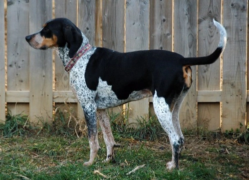 More information on the Bluetick Coonhound