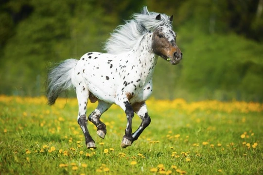 Prettiest Horse Breeds