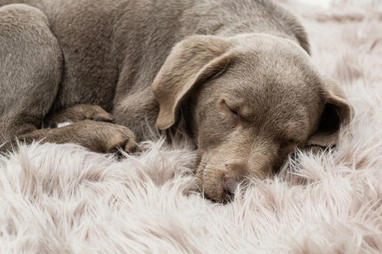 What should you do if your dog has a nightmare?