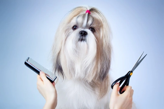 Can you overgroom a Shih Tzu?