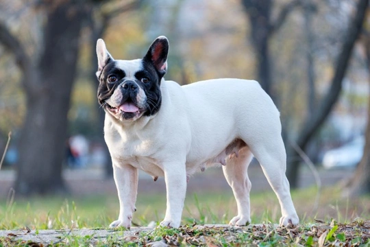 What dog breeds are most commonly delivered by caesarean section, and why?