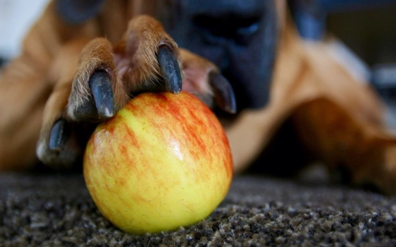 Ten healthy fruits that are suitable for dogs