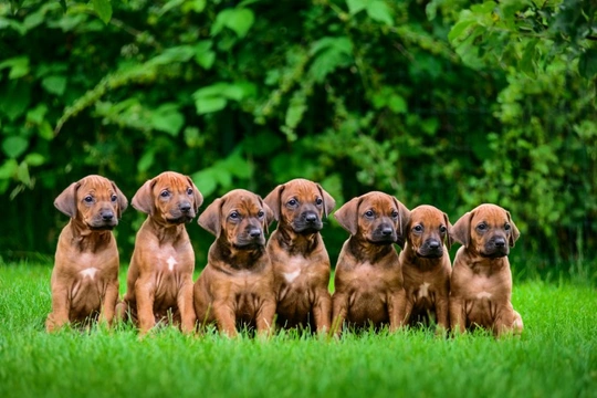 Does a large number of pups in a litter mean each pup will be smaller?