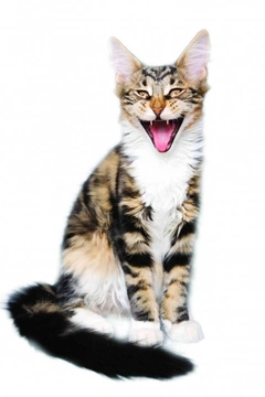 Problémy koček v dutině ústní – zdravotní aktuality