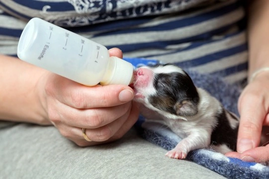 Feeding store baby puppies