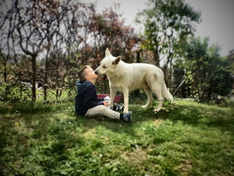 es antihigiénico dejar que un perro te lama la cara