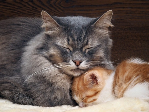 Mother cat hotsell eats kittens