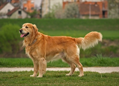 Best dog to breed with hot sale golden retriever