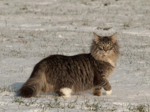 Largest domestic 2024 cat breed