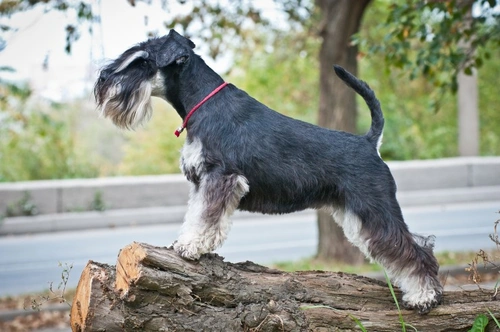 Comedones schnauzer store