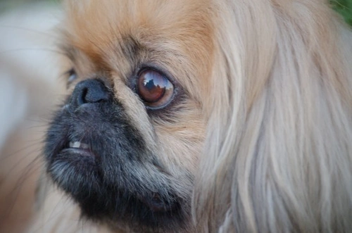 Pekingese snoring sale