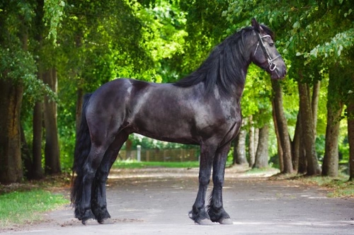 Breeds of carriage horse and pony | Pets4Homes