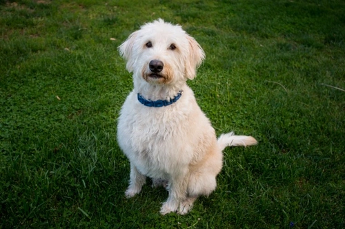 Wiry labradoodle hot sale