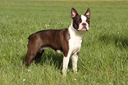 Tall store boston terrier