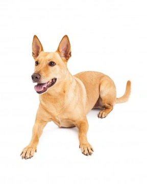 Buy indian best sale pariah dog