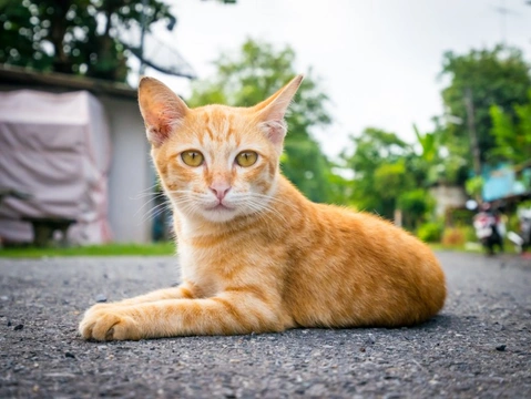 Types of ginger store cats