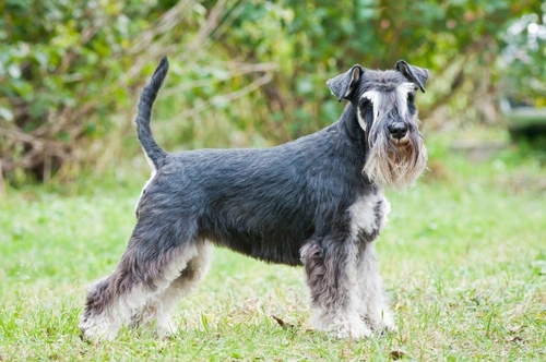 The schnauzer best sale