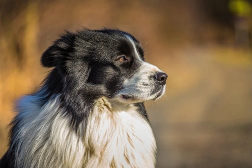 Border collie with store kids