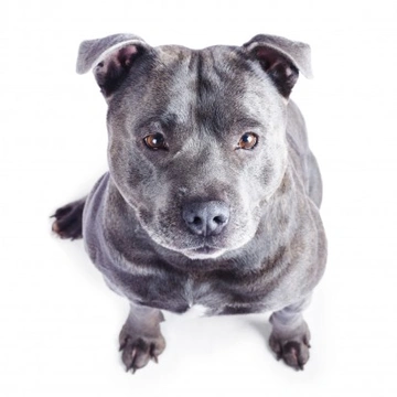 Blue 2024 staffy temperament