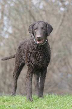 Curly coated dog clearance breeds