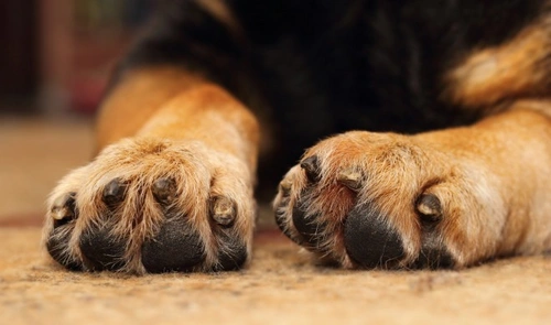 Dog has swollen paw pad hotsell