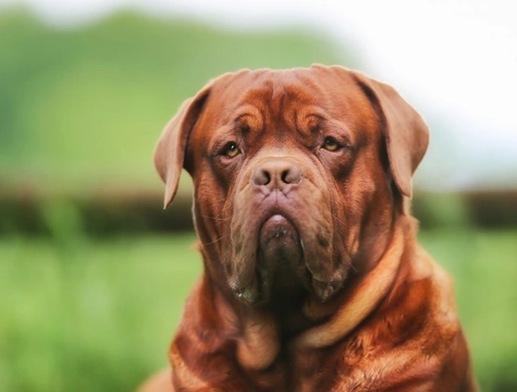 Dogue de hot sale bordeaux red