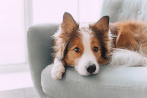 Best time to store mate a dog