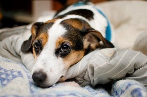 Is it natural to share your bed with your dog? | Pets4Homes