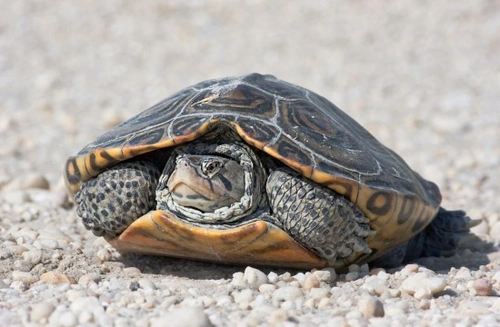 Diamondback Terrapins as Pets | Pets4Homes