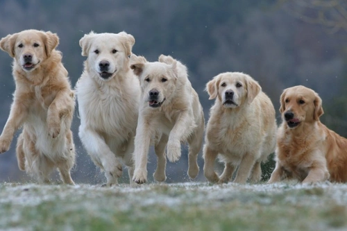 are female labradors calmer than males