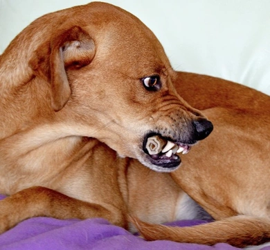 por qué mi perro gruñe en su comida