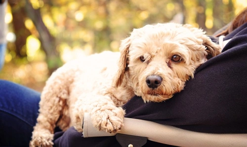 Managing separation anxiety in the Cockapoo | Pets4Homes