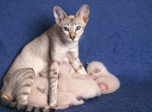 Cat gestation store