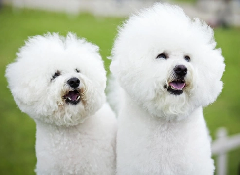 Bichon frise dogs for hot sale adoption