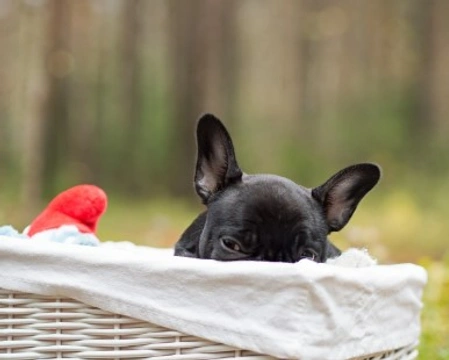 Bulldog Francese Blu! Tutto quello che devi sapere - I Cuccioli di