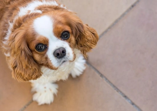 Lassie' dog breed at risk of dying out as numbers fall