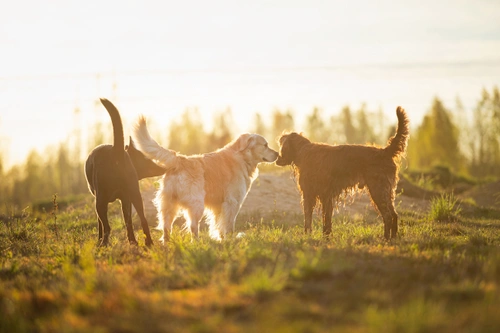 How a bitch in heat affects the behaviour of male dogs | Pets4Homes